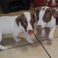 Rat Terrier Puppies for sale in Greenfield, Wisconsin. price: $450