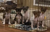 Rat Terrier Puppies for sale in Plymouth, CA 95669, USA. price: NA
