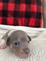 Rat Terrier Puppies for sale in Riegelwood, NC 28456, USA. price: $600