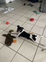 Rat Terrier Puppies for sale in Merritt Island, FL, USA. price: $500