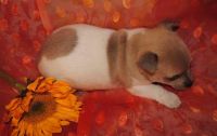 Rat Terrier Puppies for sale in Vancouver, BC, Canada. price: $500