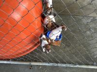 Rat Terrier Puppies for sale in Stapleton, GA 30823, USA. price: $200