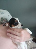 Rat Terrier Puppies for sale in Springfield, IL, USA. price: $60