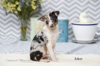 Rat Terrier Puppies for sale in Clare, MI 48617, USA. price: $350