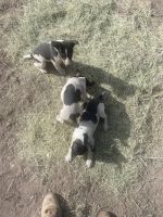 Rat Terrier Puppies for sale in Springerville, AZ, USA. price: $600