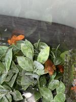 Red Back Salamander Amphibians for sale in Brewster, NY 10509, USA. price: $100