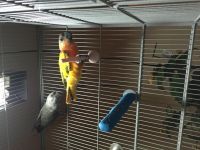 Red-bellied Parrot Birds for sale in Excelsior, MN 55331, USA. price: $850