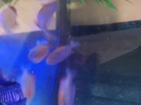 Red Belly Pacu Fishes for sale in Blaine, MN, USA. price: $90