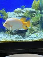 Red Devil Cichlid Fishes for sale in St Cloud, FL, USA. price: $75