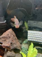 Red Devil Cichlid Fishes Photos