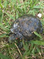 Red-eared slider turtle Reptiles for sale in Fort Lauderdale, FL 33312, USA. price: $35