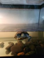 Red-eared slider turtle Reptiles for sale in Greer, SC, USA. price: $200