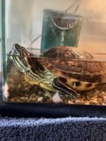 Red-eared slider turtle Reptiles for sale in Thousand Oaks, CA, USA. price: $100