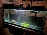 Red-eared slider turtle Reptiles for sale in North Richland Hills, TX, USA. price: $200