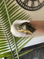 Red-eared slider turtle Reptiles Photos