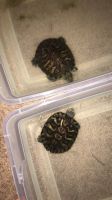 Red-eared slider turtle Reptiles for sale in Marshall, MN 56258, USA. price: $35