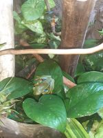 Red-eyed Tree Frog Amphibians Photos