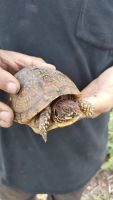 Red-footed tortoise Reptiles Photos