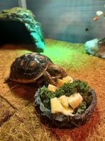 Red-footed tortoise Reptiles Photos
