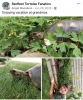 Red-footed tortoise Reptiles for sale in Greenville, SC, USA. price: $400