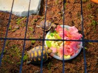 Red-footed tortoise Reptiles for sale in Palmetto, FL 34221, USA. price: $350
