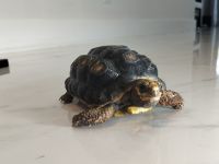 Red-footed tortoise Reptiles for sale in Dania Beach, FL, USA. price: $150