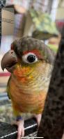 Red-fronted Conure Birds Photos