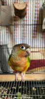 Red-fronted Conure Birds for sale in New York, NY, USA. price: $800