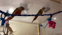 Red-fronted Conure Birds Photos