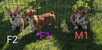 Red Heeler Puppies for sale in Salem, Oregon. price: $600