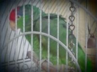 Red-lored Amazon Birds for sale in Victorville, CA, USA. price: $500