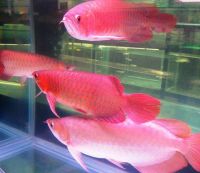 Red Platy Fishes for sale in 10009 S Michigan Ave, Chicago, IL 60628, USA. price: $350