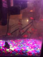 Red Platy Fishes Photos