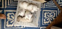 Red Point Siamese Cats for sale in Niles, OH, USA. price: $475