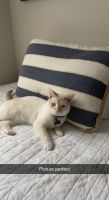 Red Point Siamese Cats Photos