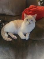 Red Point Siamese Cats Photos