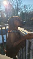 Redbone Coonhound Puppies for sale in Stanley, North Carolina. price: $300