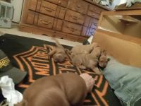 Redbone Coonhound Puppies for sale in Black Canyon City, AZ 85324, USA. price: $250