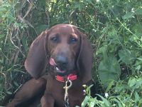 Redbone Coonhound Puppies for sale in Charlotte Hall, Maryland. price: $700