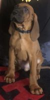 Redbone Coonhound Puppies for sale in Indianapolis, Indiana. price: $750
