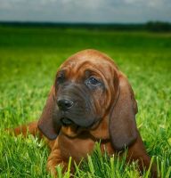 Redbone Coonhound Puppies for sale in Oklahoma City, OK, USA. price: $900