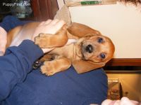 Redbone Coonhound Puppies for sale in Seattle, WA, USA. price: $400
