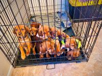 Redbone Coonhound Puppies for sale in Tulsa, OK, USA. price: $100