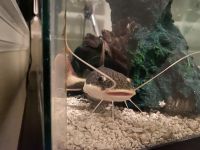 Redtail catfish Fishes for sale in 4703 W 52nd Ave, Wheat Ridge, CO 80212, USA. price: $50
