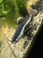 Redtail catfish Fishes for sale in Augusta, GA 30907, USA. price: $40