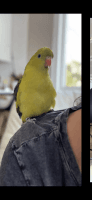 Regent Parrot Birds Photos