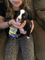 Renascence Bulldogge Puppies for sale in Greenfield, IN 46140, USA. price: $250