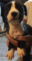 Renascence Bulldogge Puppies for sale in Phoenix, AZ, USA. price: $40