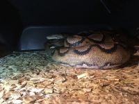 Reticulated python Reptiles for sale in NJ-42, Deptford Township, NJ, USA. price: $100
