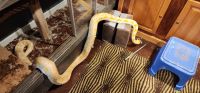 Reticulated python Reptiles Photos